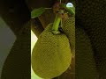              jackfruit farming  kheti bagwani