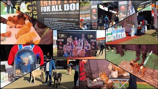Dog show #jaipur #2023,All Information about dog show, #shorts #pitbull,#german,#rottweiler Labrador by BDB Brother's Dog Bazaar 302 views 1 year ago 11 minutes, 3 seconds