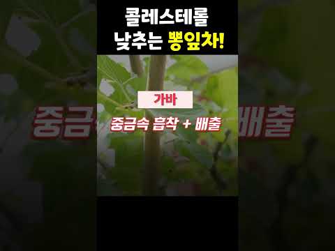 <strong>뽕잎차</strong> 잘 먹어줘도 콜레스테롤 싹 사라진다!