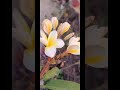 Plumeria plant in GROW BAG 🎒 #gardenplants #bloomingflowers