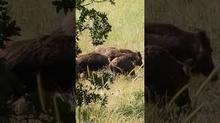 Секунда до беды — кабан застал врасплох #pgi #wildlife #wildboar