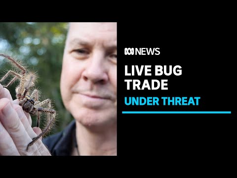 Australia post is trying to stop online retailers from shipping live bugs | abc news