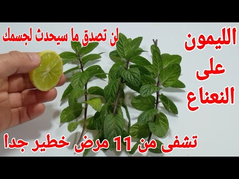 الليمون على النعناع يشفى من 11مرض لا يتوقعها أحد ولا تخطر على بالك لن تصدق ما سيحدث لجسمك بعدها