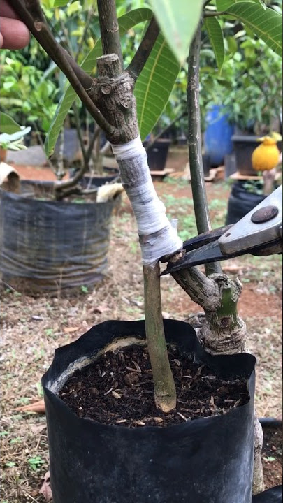 Cara Termudah Grafting Mangga | 99 % Berhasil! #grafting #graftingmangga #mangografting