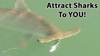 Shark Fishing On Demand: The Best Way To Catch Sharks Fast!