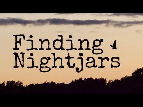 Finding Nightjars!