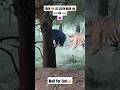 #trending #shorts 😱Tiger or Bhalu ki ladai 😯#fight #viral #animals#arjanvailly#king #best#shortsfeed