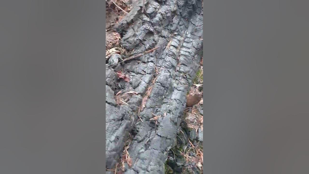 Hundreds of morels 5 days later Fire Morels No elms or Ash trees