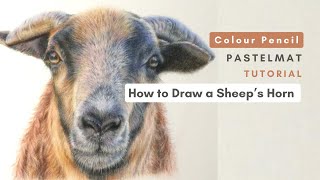 How to Draw a Sheep's Horn on Pastelmat - Colour Pencil Tutorial