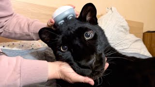 Download Lagu Massage for Luna the panther 😁(ENG SUB) MP3 Download Lagu Massage for Luna the panther 😁(ENG SUB) MP3