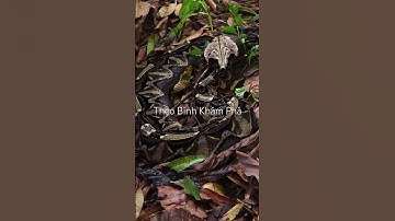 Rắn lục GaBoon tuyệt đỉnh nguỵ trang #shortvideo #thưgiãn