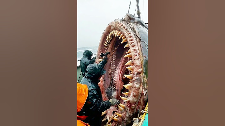 Scientists Discover STRANGEST Creatures EVER Seen In Deep Ocean!