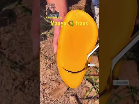 Video: ¿El mango tiene hueso?