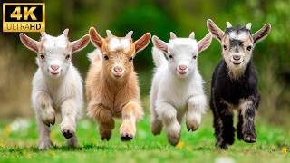 Cute Baby Animals in 4K UHD 🐾 | 🌿 Adorable Tiny Animals with Soft Music for Calm screenshot 3
