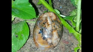 Mustika Maung Loreng Siliwangi Yang Asli