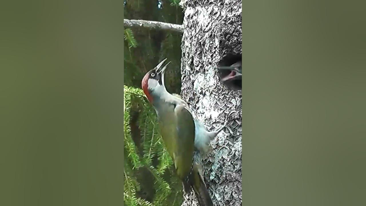 Vögel im Garten der Grünspecht! garten gartentipps gartenarbeit 