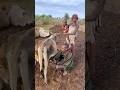 Adivasis are black because of this #shortvideo