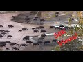 Ume River buffalo crossing