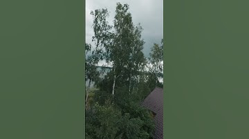 DJI Avata 2 Tree Crash 👌 Almost handled this