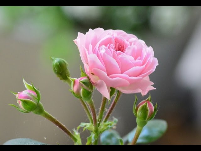 The ever-so-cute most popular Hermès pink--Rose Sakura 🌸 Don't