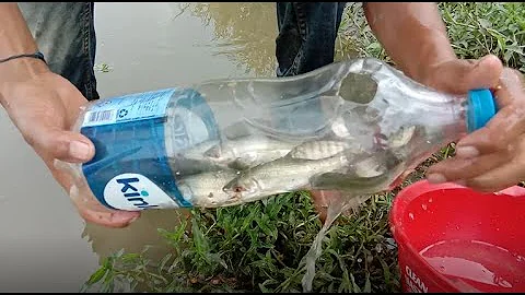 [ How To Make Bottle Fish Trap ] Boy Catch Fish With Plastic Bottle Fish Trap | Fishing Tube