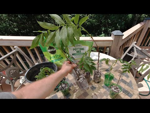 Cloning Trees by Cuttings and Air Layering Key Tips - Tutorial