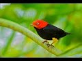 Red capped Manakin Wing Sounds HD