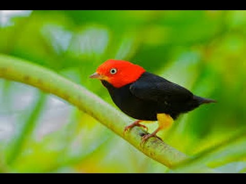 Red-capped manakin Red capped Manakin Wing Sounds HD YouTube