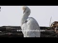 Bagla bhagat lesser egret egretta garzetta in close up  snowwhite birds