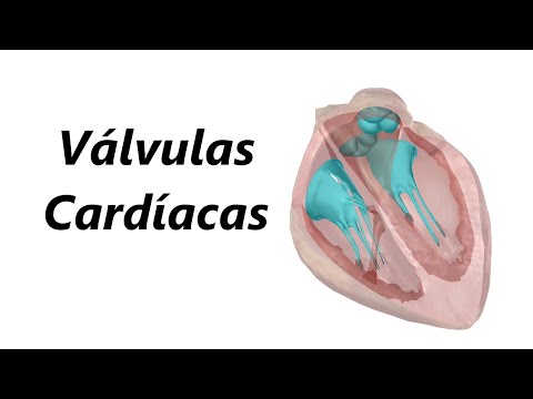 Vídeo: Malformação Das Válvulas Cardíacas Em Gatos