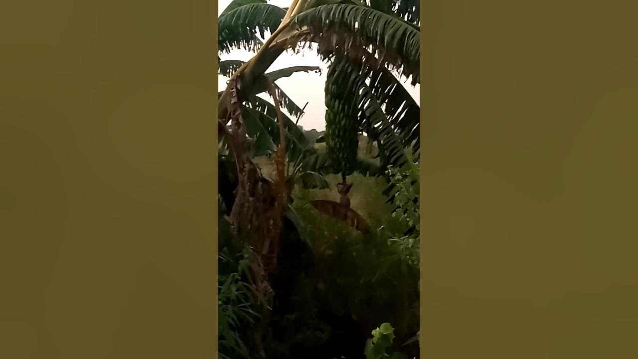 Sadak ke kinare dikhaya banana viral story YouTube