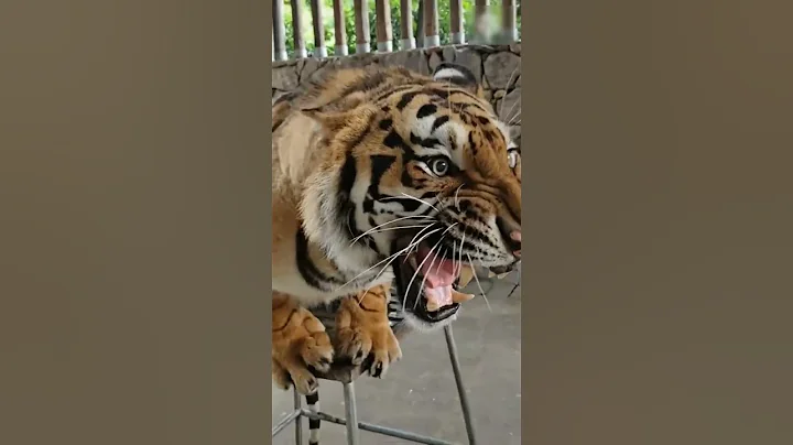 Angry Tiger Growl #short