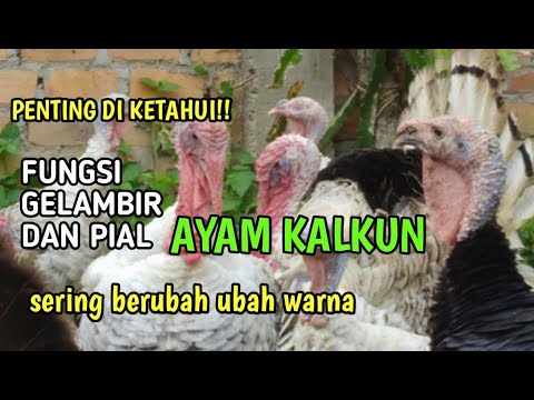 Video: Cara Menjadikan Medali Kalkun Lebih Sedap