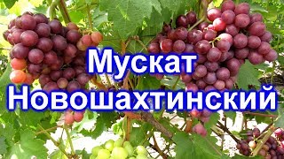 Виноград Мускат Новошахтинский: описание и характеристики сорта, фото, отзывы