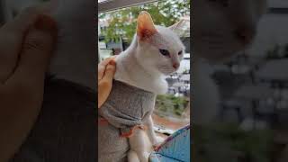 Petting White Khao Manee Cat