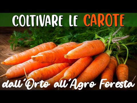 Video: Carota Perché. Ortaggi A Radice Non Standard