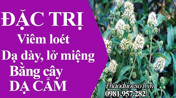 Đặc Trị Viêm loét Dạ Dày, Lở Mồm Nhiệt Miệng - Bằng Cây Dạ Cẩm