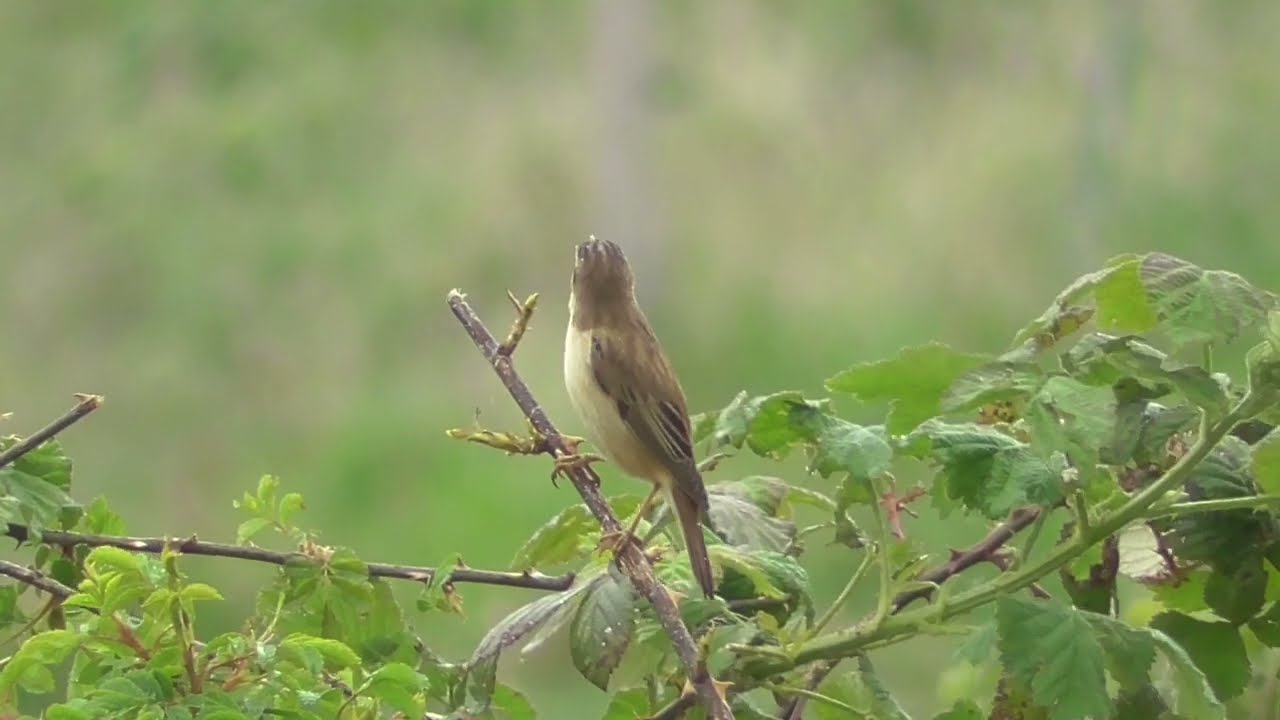 River Tame Spring Birds
