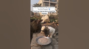 donation link in bio for any amount of food help #fypシ゚viral