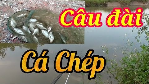 Câu cá sông. Câu đài cá chép. Cận cảnh phao đài.