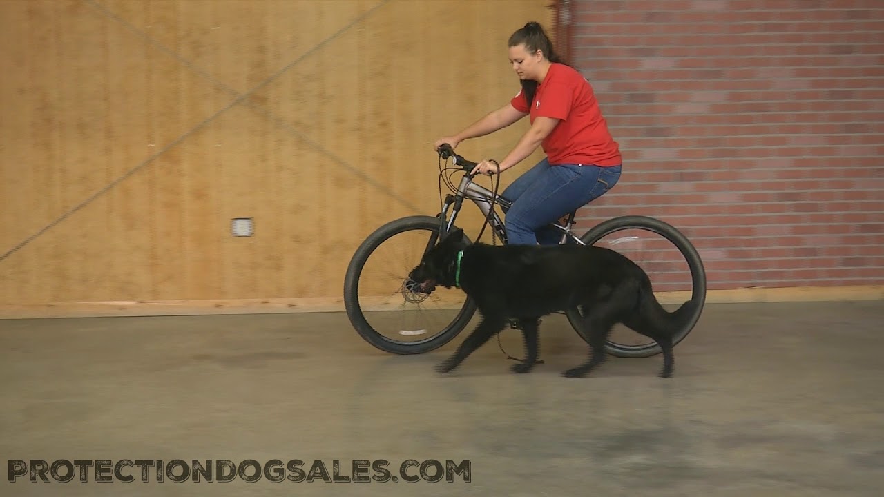 Puppy Paradise Black German Shepherd Endy Personality Bike Skills Public Obedience For Sale 