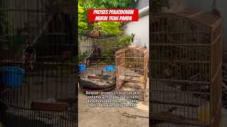 Proses penjodohan murai blorok vs murai trah panda #ternakmurai