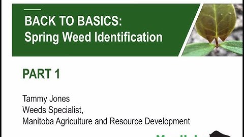 Spring Weed Identification   Part 1