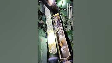 sinh tồn trong rừng món sóc thịt hoa chuối