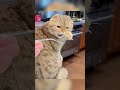 Funny cats 😻😂 Cat videos 😻😻 | 🤣😅 New Funny Cats Videos 😸😸 #catvideos #funnycats