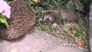 Mysterious noise of hedgehog /Seltsame Geräusche von einem Igel