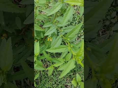 Sida Ulmifolia Nature Jungle Medicine