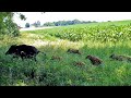 La laie (sanglier) et ses marcassins détruisent du tournesol