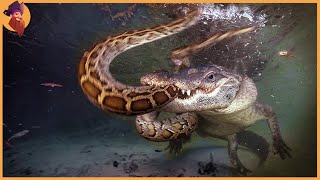 50 Brutal Hunting Moments Of Alligators And Crocodiles Caught On Camera!