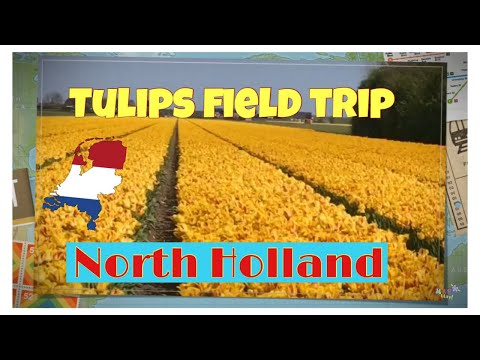 🌷 TULIPS OVERLOAD Part 1/2 | BREEZAND, NORTH HOLLAND